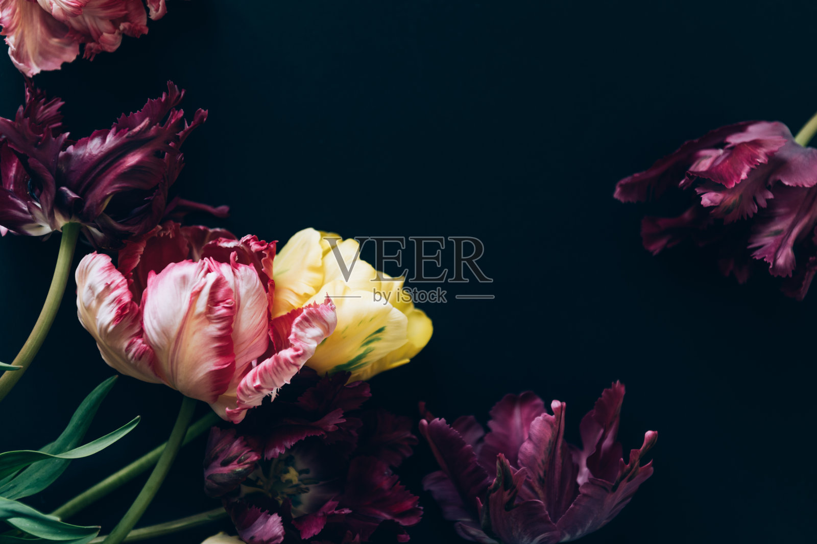 一束鹦鹉郁金香照片摄影图片