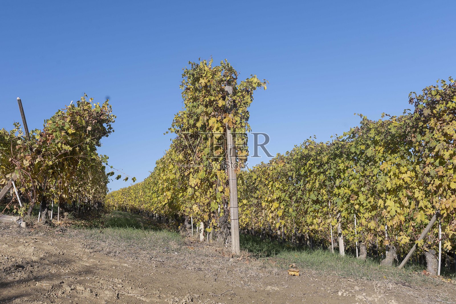 意大利巴罗洛库尼奥皮埃蒙特葡萄园照片摄影图片