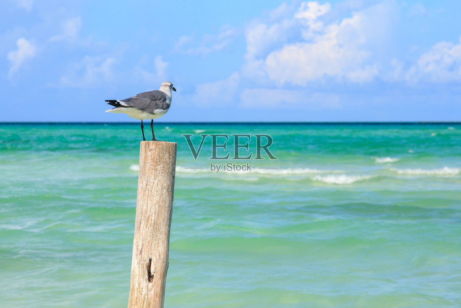 一只杵上的海鸥照片摄影图片