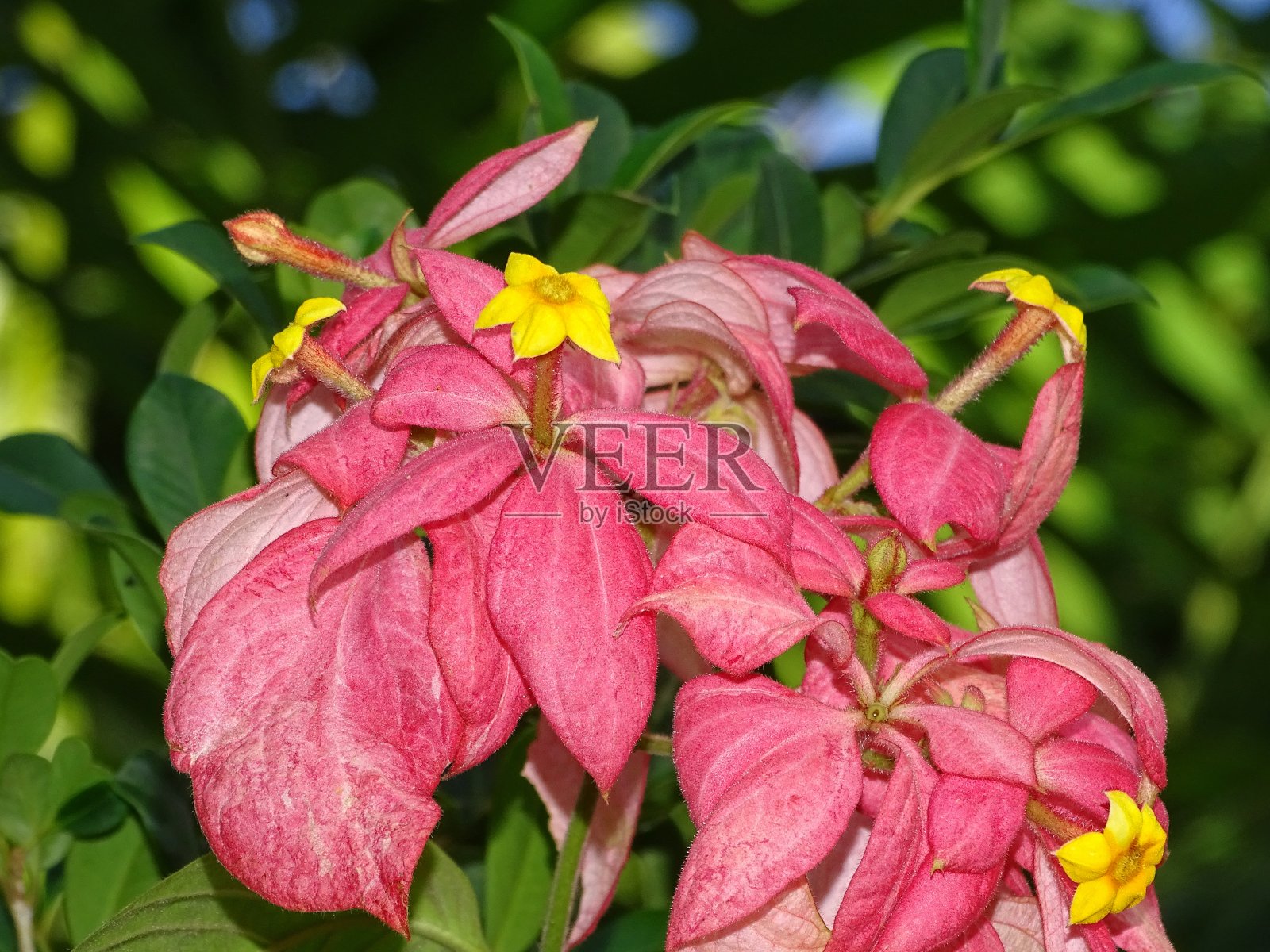 开花的热带植物照片摄影图片