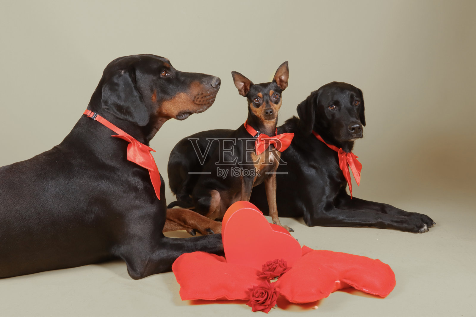 群狗照片摄影图片