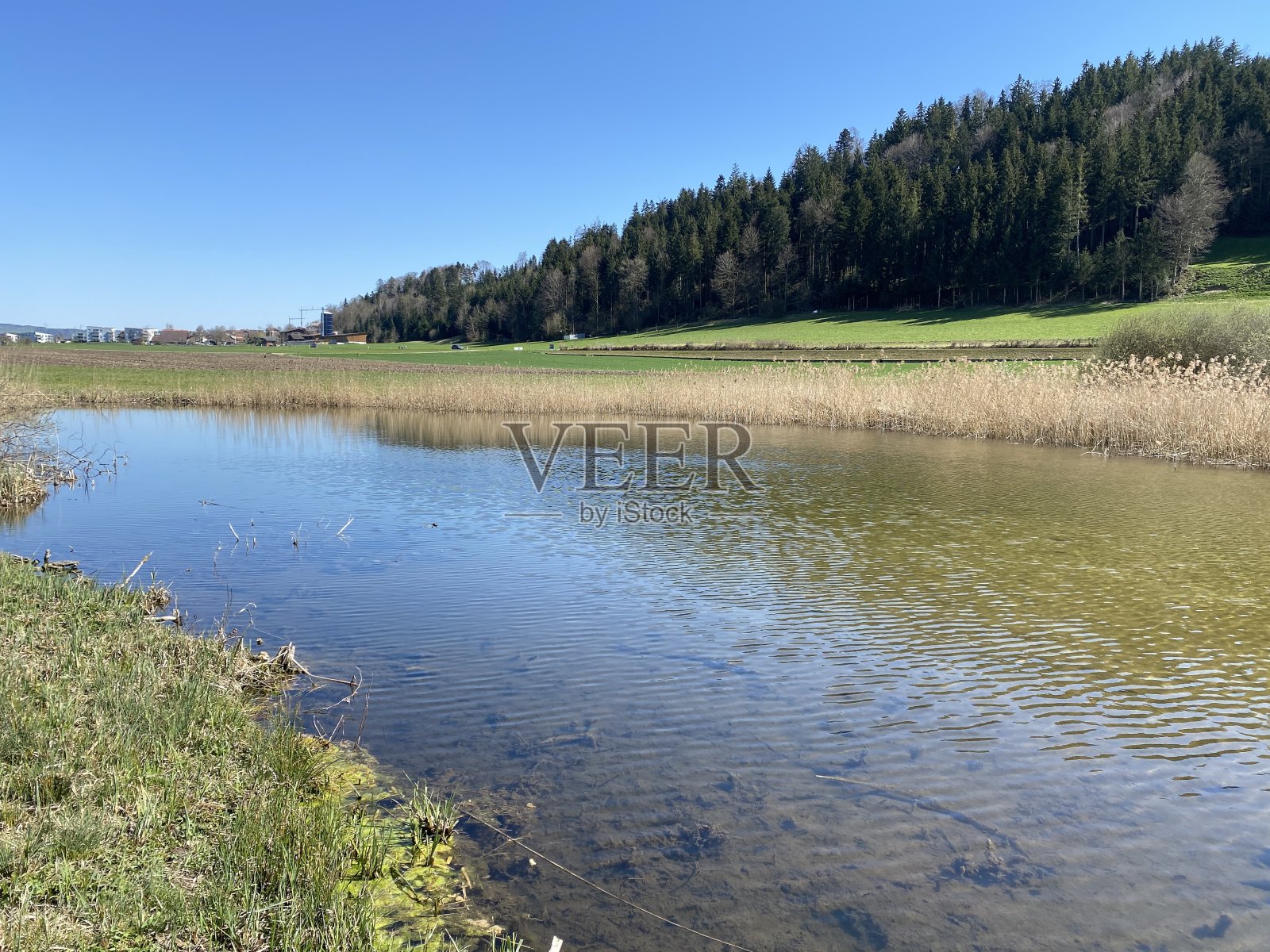 自然保护区Hagimoos (Naturschutzgebiet Hagimoos)，沼泽低地牧场和草地，Kottwil - Lucerne州，瑞士(瑞士)照片摄影图片