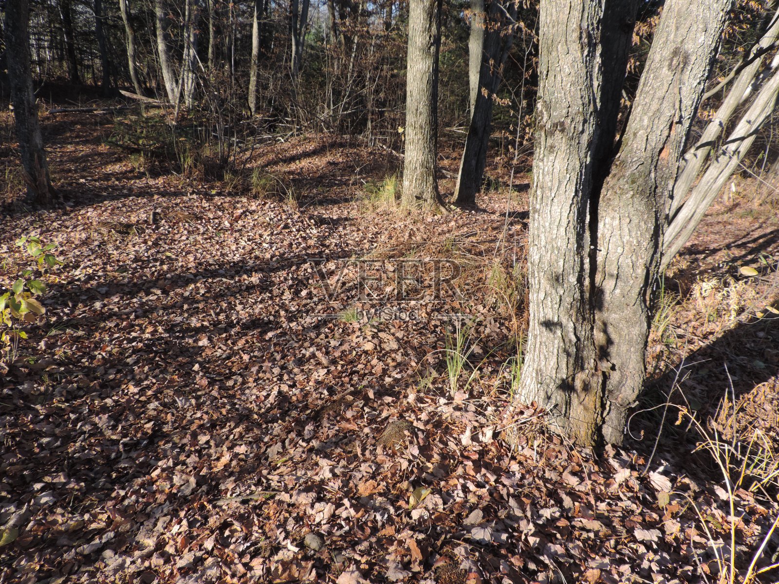 11月在波因湖照片摄影图片