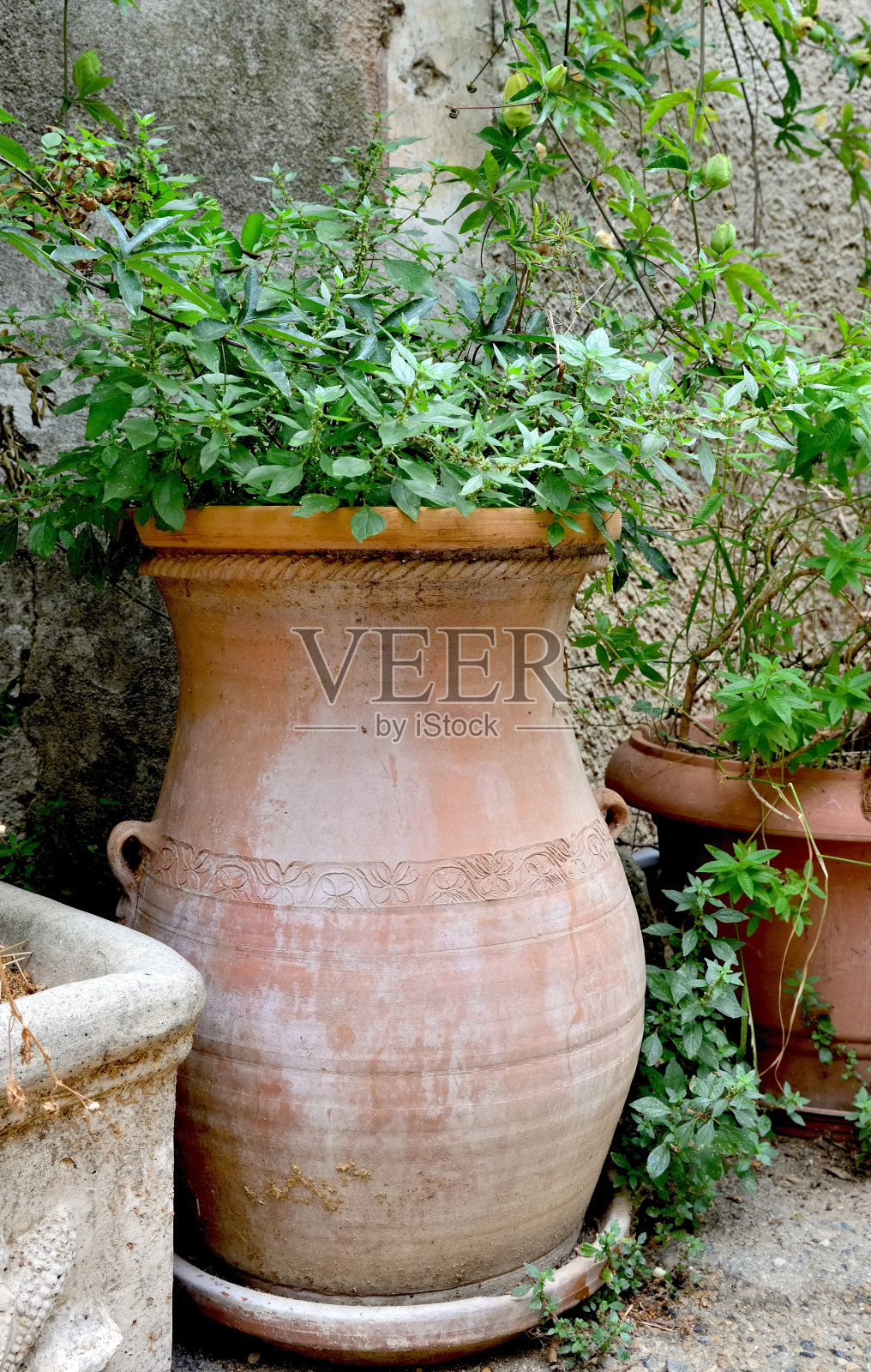 庭院里靠墙摆放的装饰性大花盆照片摄影图片