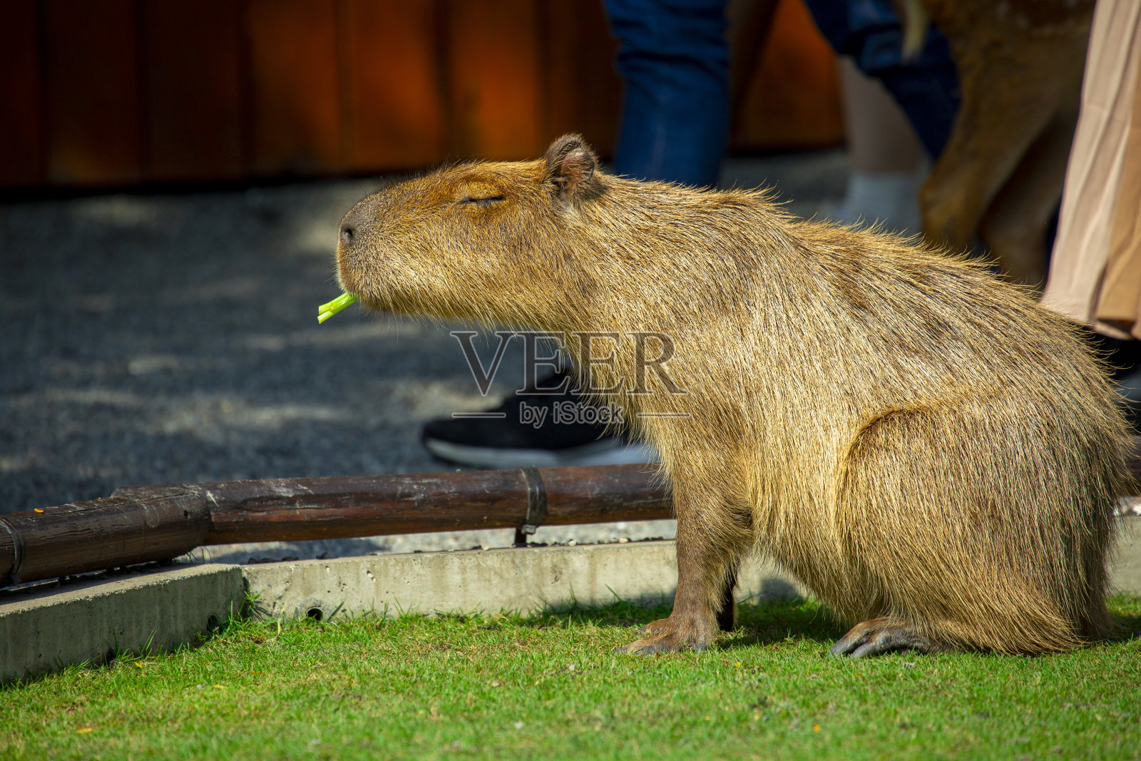 农场，可爱，水豚，吃饭照片摄影图片