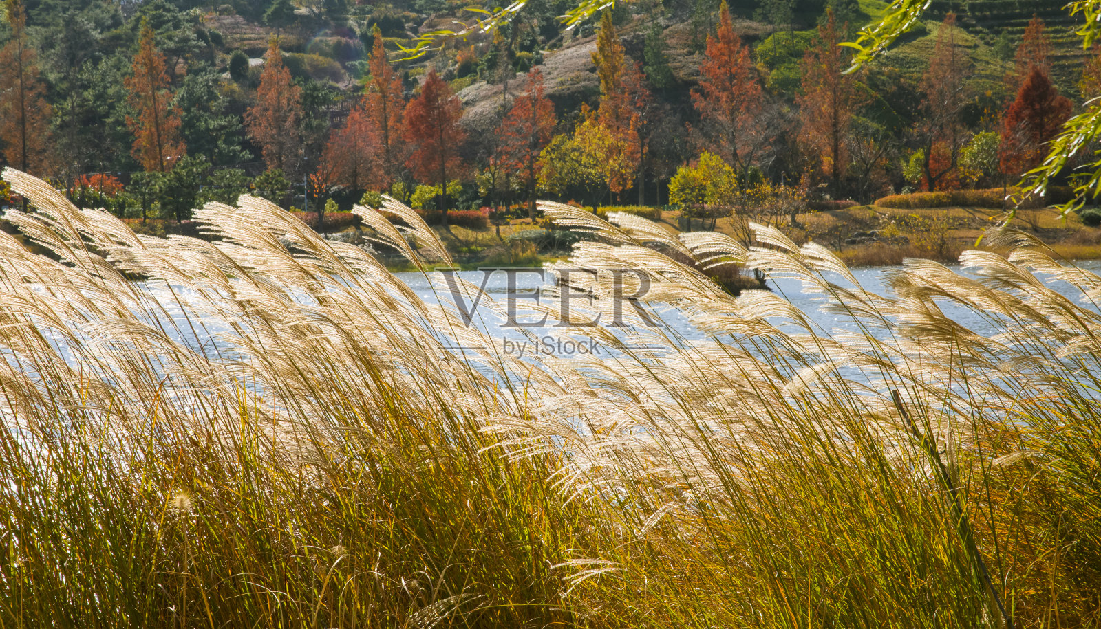 江边洁白的蒲苇花在秋风中摇曳照片摄影图片