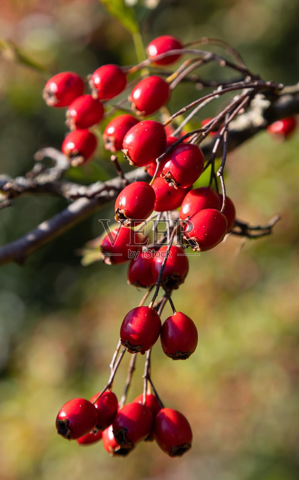 熟透的山楂枝在阳光明媚的秋日，合拢照片摄影图片