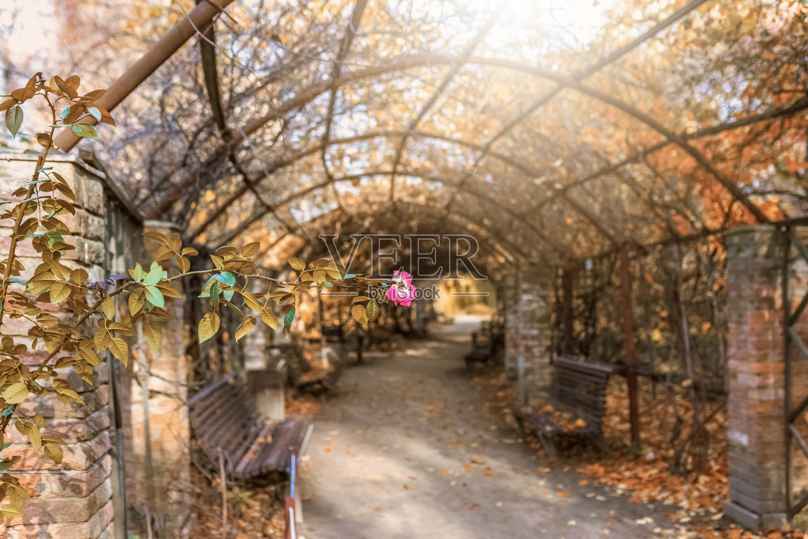 秋天公园里，凉亭与藤蔓缠绕。粉红色的花。长椅上休息照片摄影图片