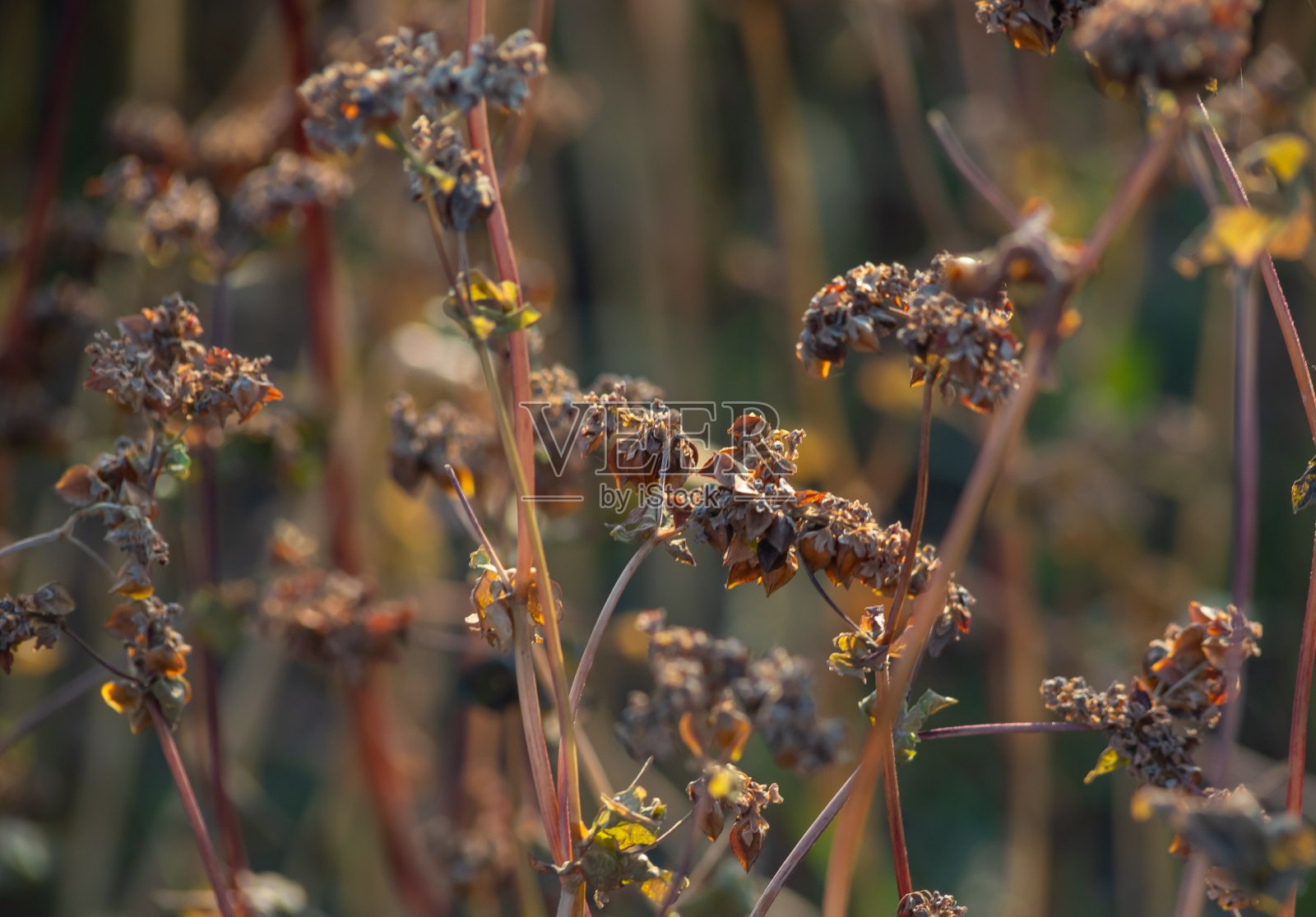 秋色斑斓的风景与未清理的荞麦田边缘的森林种植园在一个阳光灿烂的日子照片摄影图片