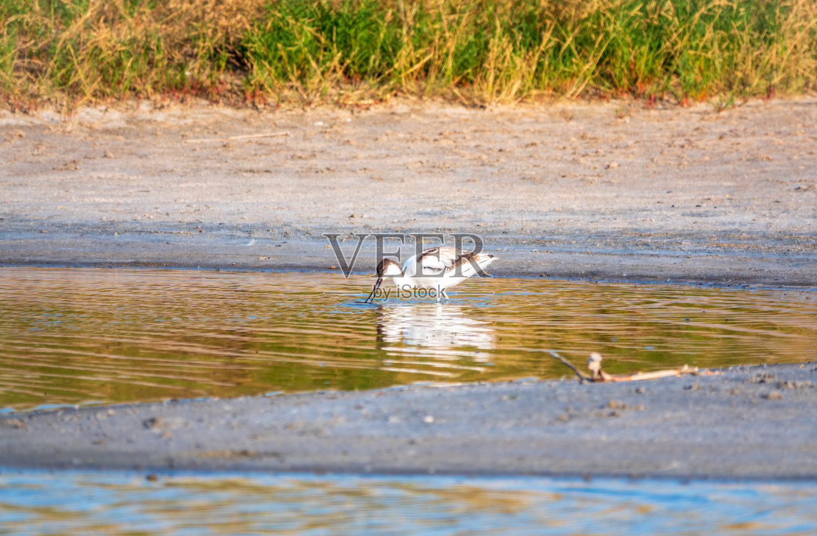 花衣鳄，是一种黑色和白色的大涉禽，长而向上的喙照片摄影图片