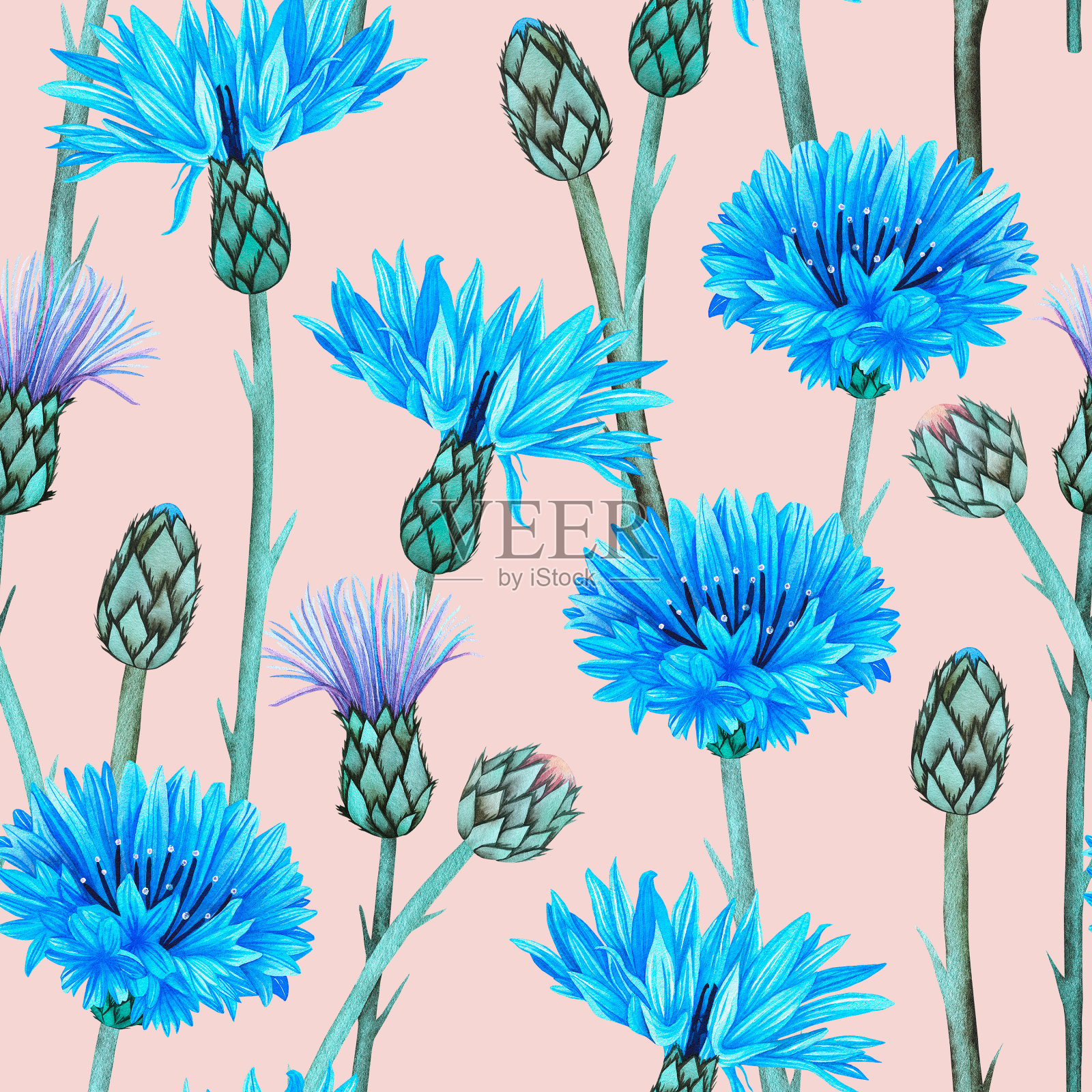 矢车菊。无缝模式。水彩植物插图。孤立的图像在粉红色的背景。为你的设计。插画图片素材