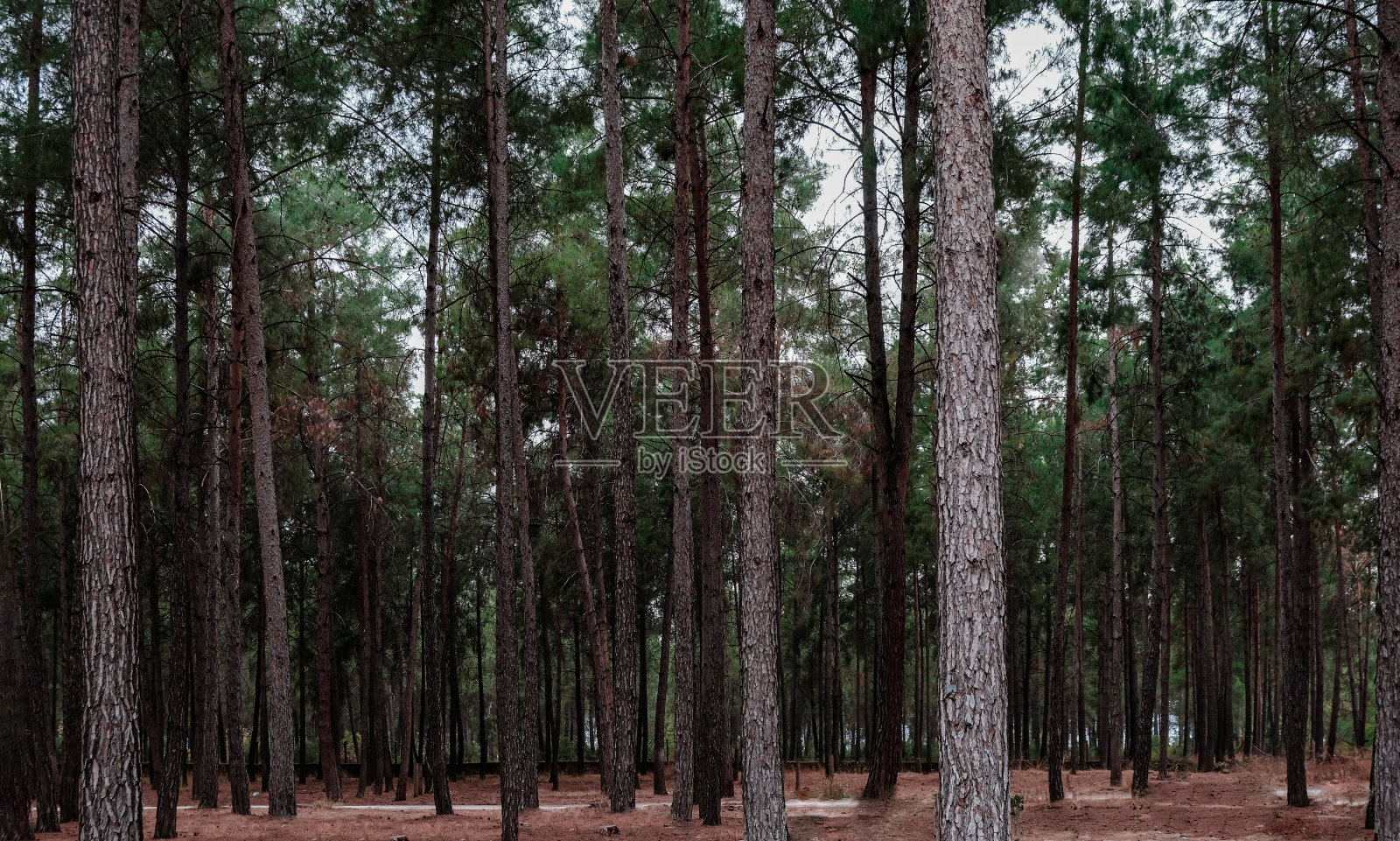 下午的森林照片摄影图片