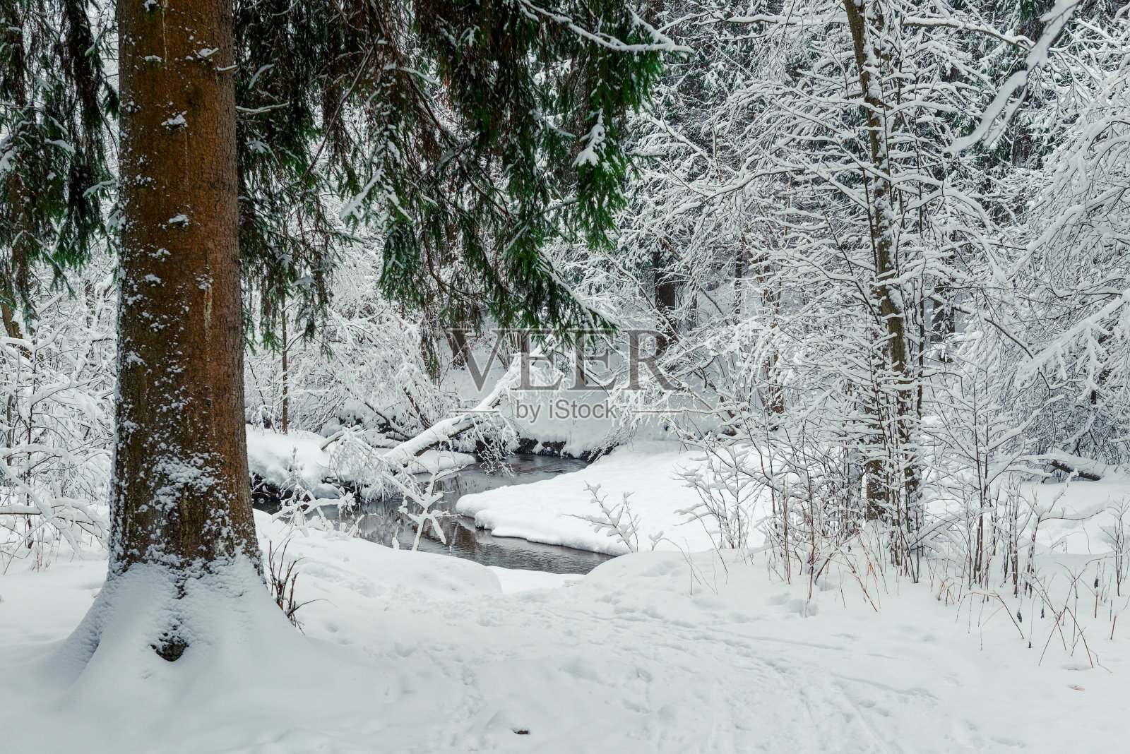 冬天有雪的森林和流动的河流。冬日里森林里的风景照片摄影图片