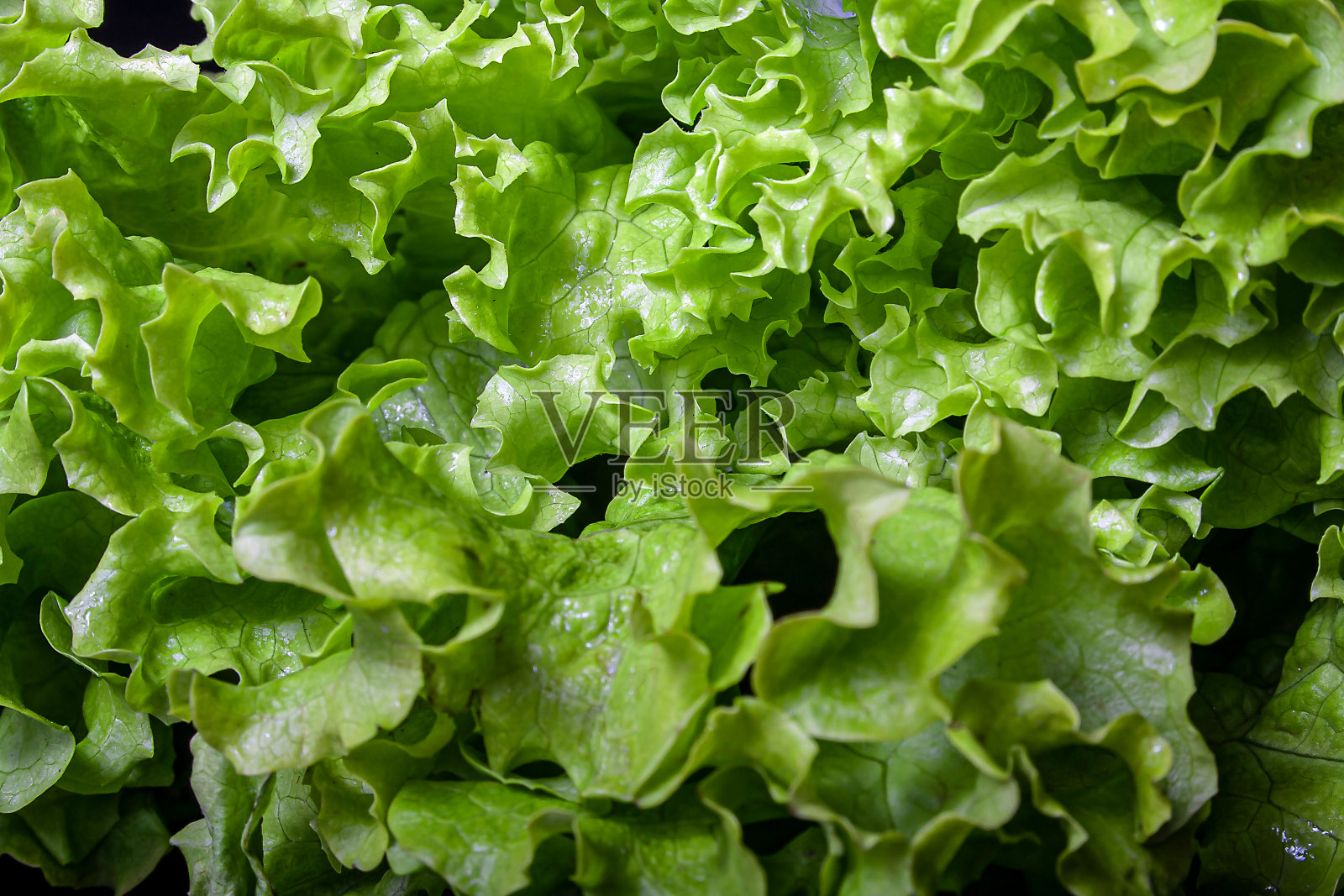 水培letuce照片摄影图片