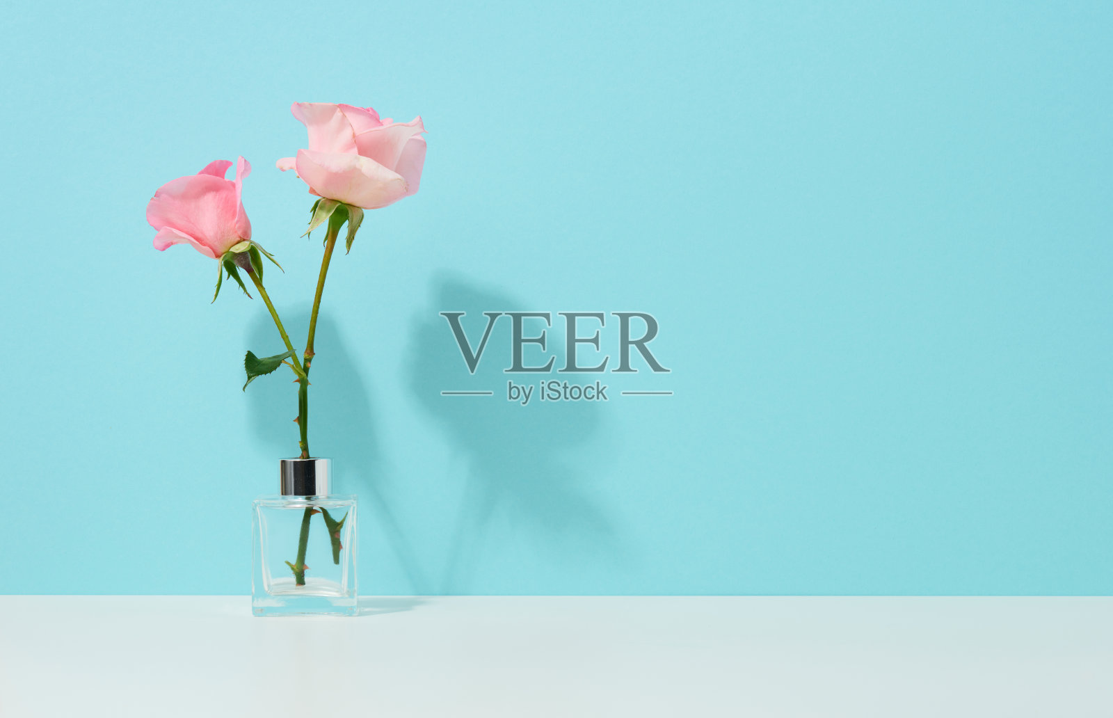 蓝色背景的玻璃花瓶里插着两朵粉红色的玫瑰照片摄影图片