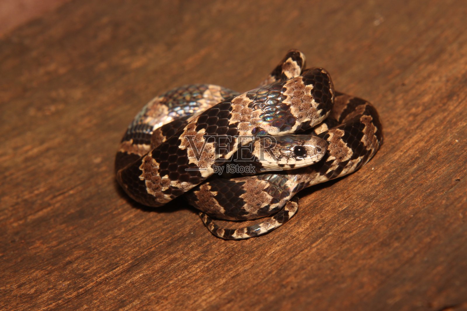 巴西蛇照片摄影图片