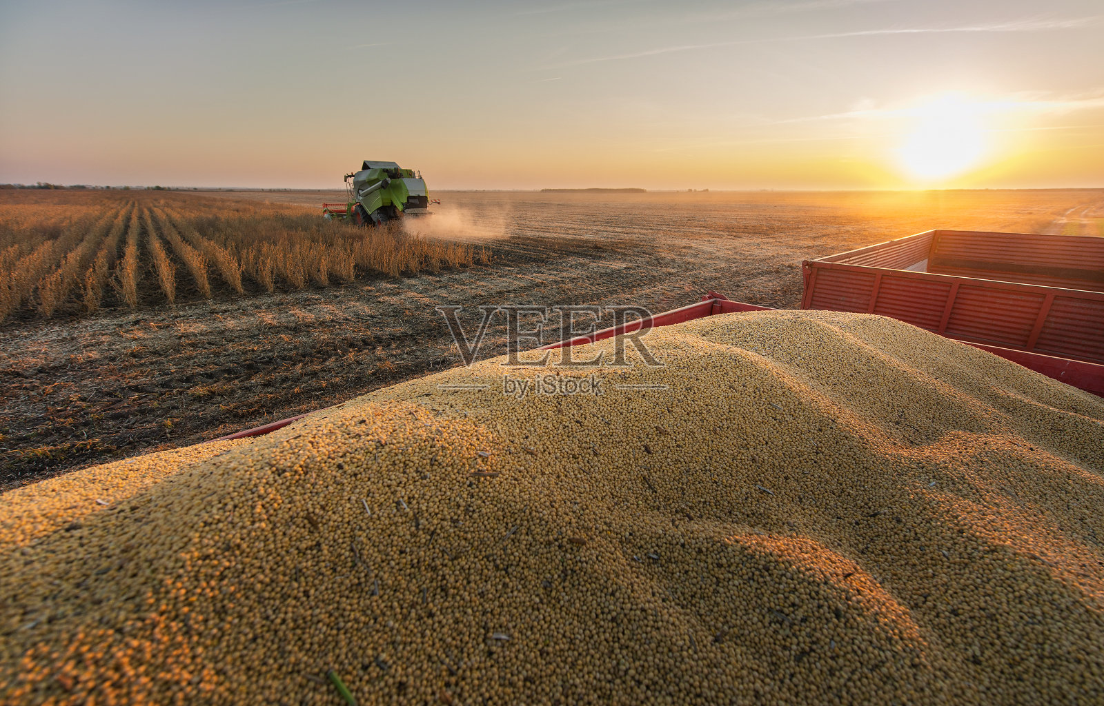 日落时收获大豆的联合收割机照片摄影图片