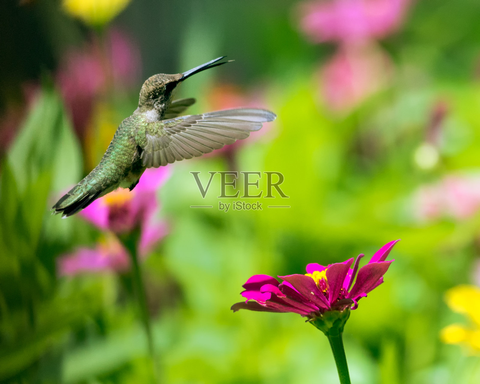蜂鸟盘旋在粉红色的百日菊上。照片摄影图片