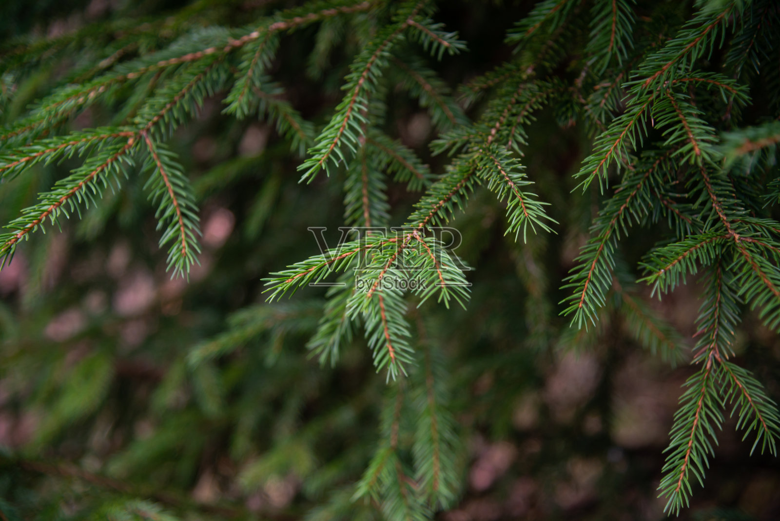 冷杉早午餐关闭。浅的焦点。蓬松的冷杉树早午餐接近。圣诞壁纸的概念。副本的空间。照片摄影图片
