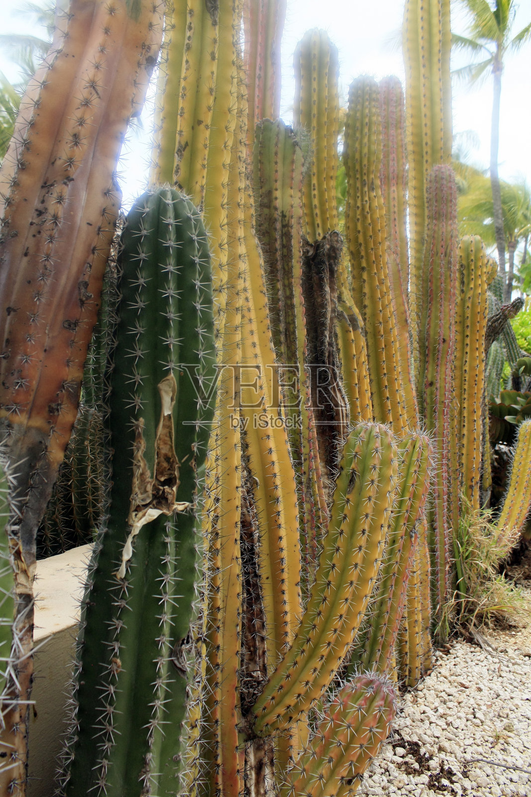 仙人掌长河流照片摄影图片