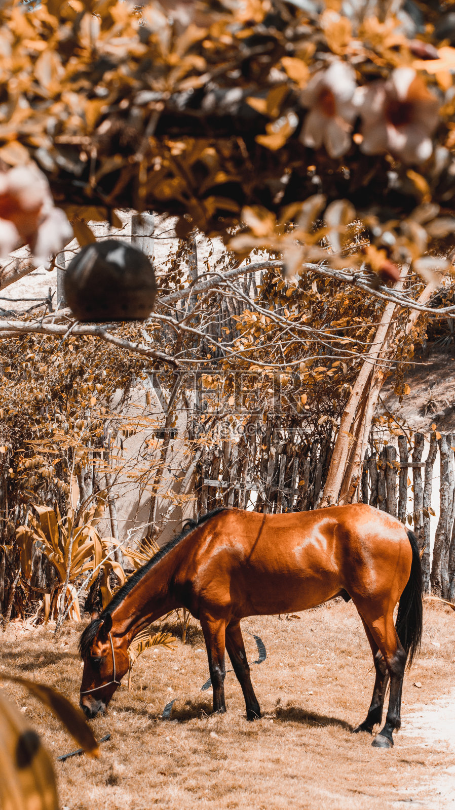 马照片摄影图片