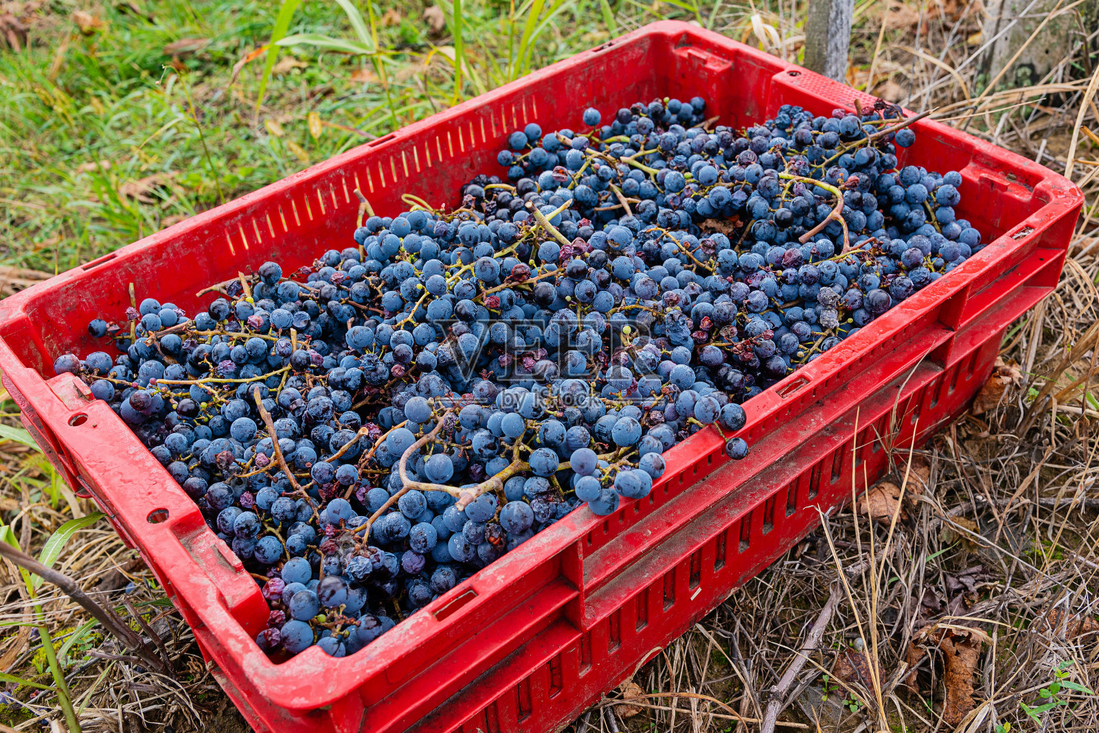 成熟的黑色或蓝色西拉酿酒葡萄，用于酿制玫瑰或红葡萄酒，准备在葡萄园中收获照片摄影图片