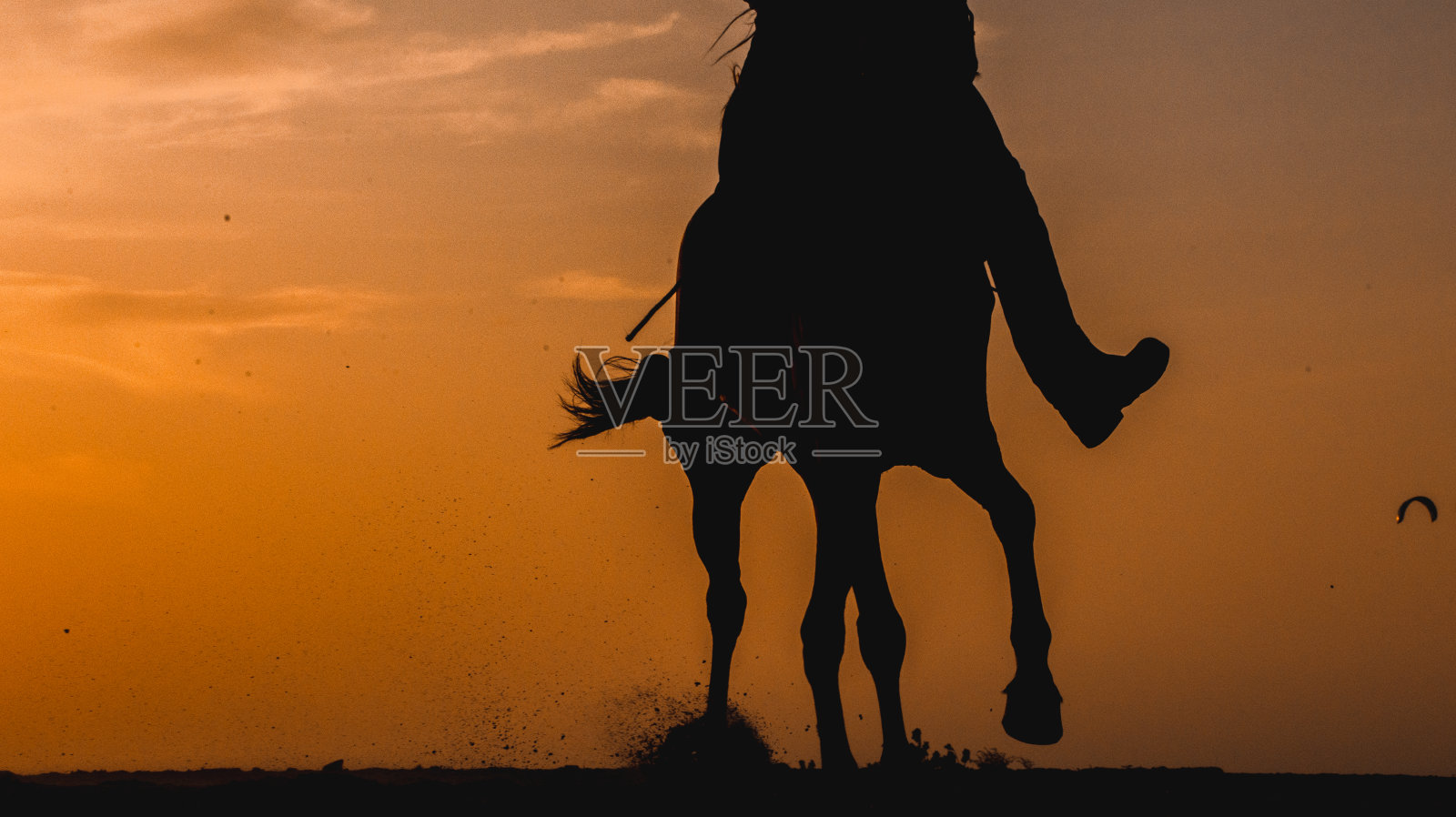 马照片摄影图片