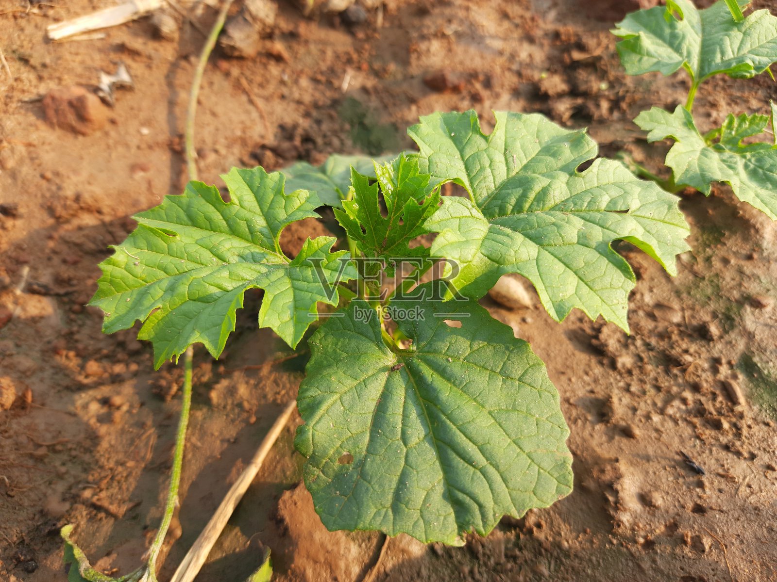 苦瓜植株照片摄影图片