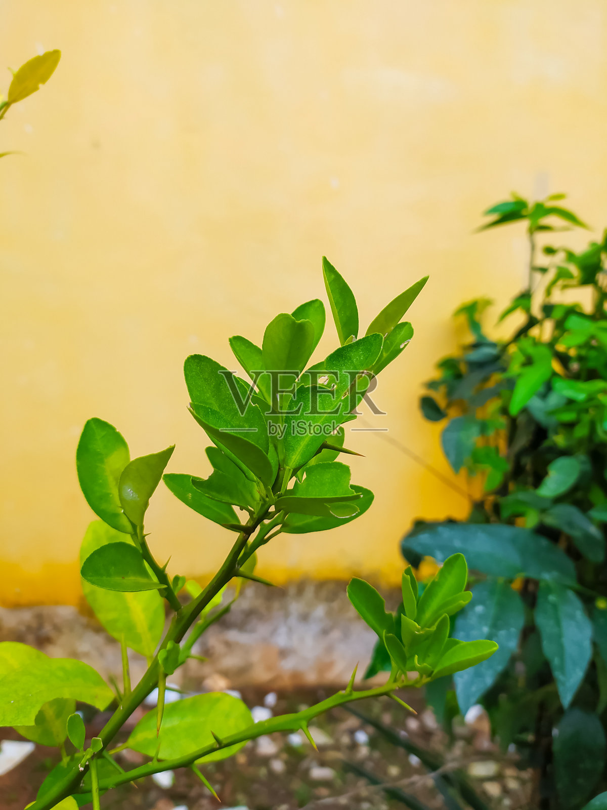 绿色植物照片摄影图片