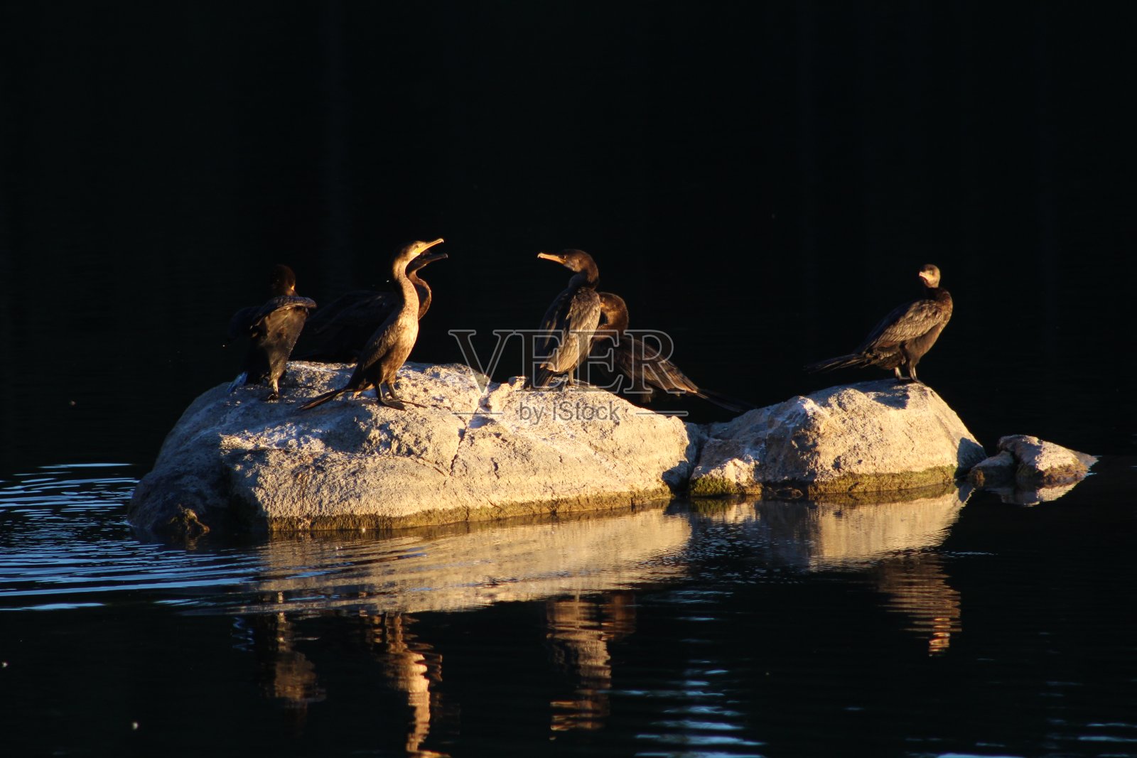 岩石上的鸟照片摄影图片
