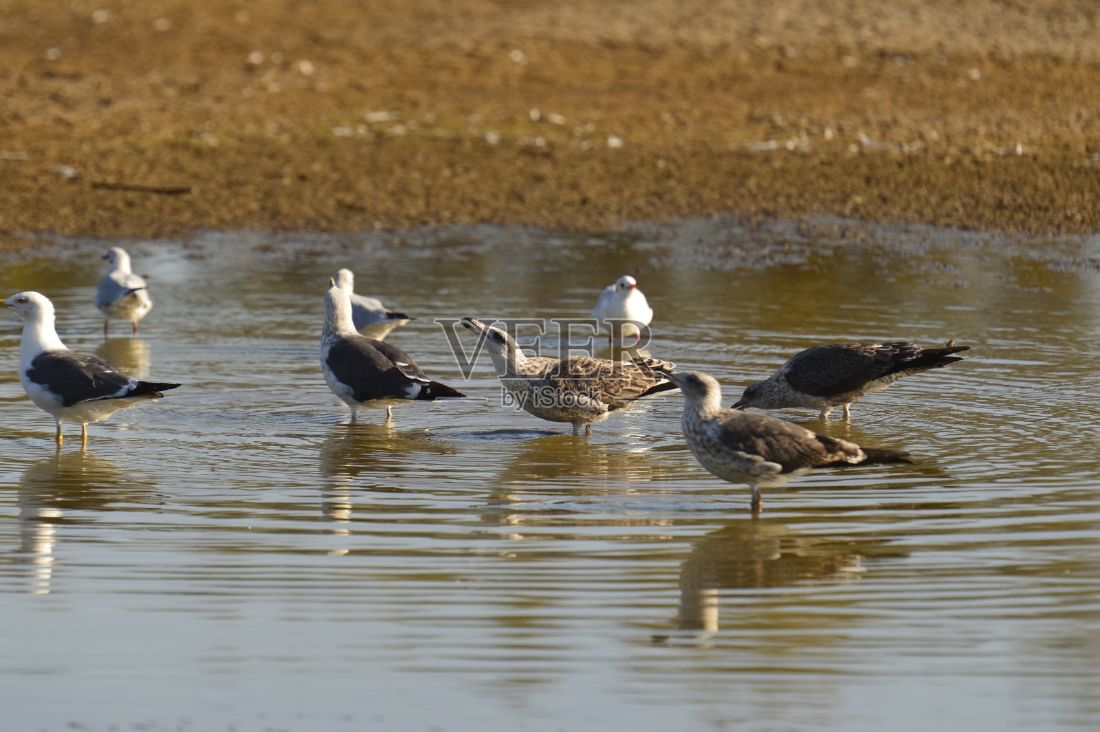 一群小鸟照片摄影图片