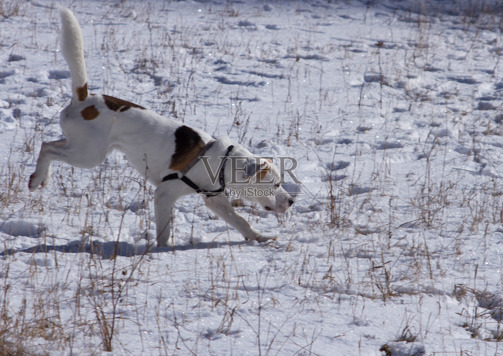 我的狗喜欢雪照片摄影图片