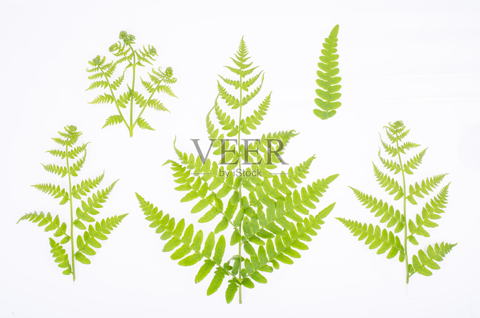 白色背景上装饰蕨类的绿色叶子。工作室的照片。照片摄影图片