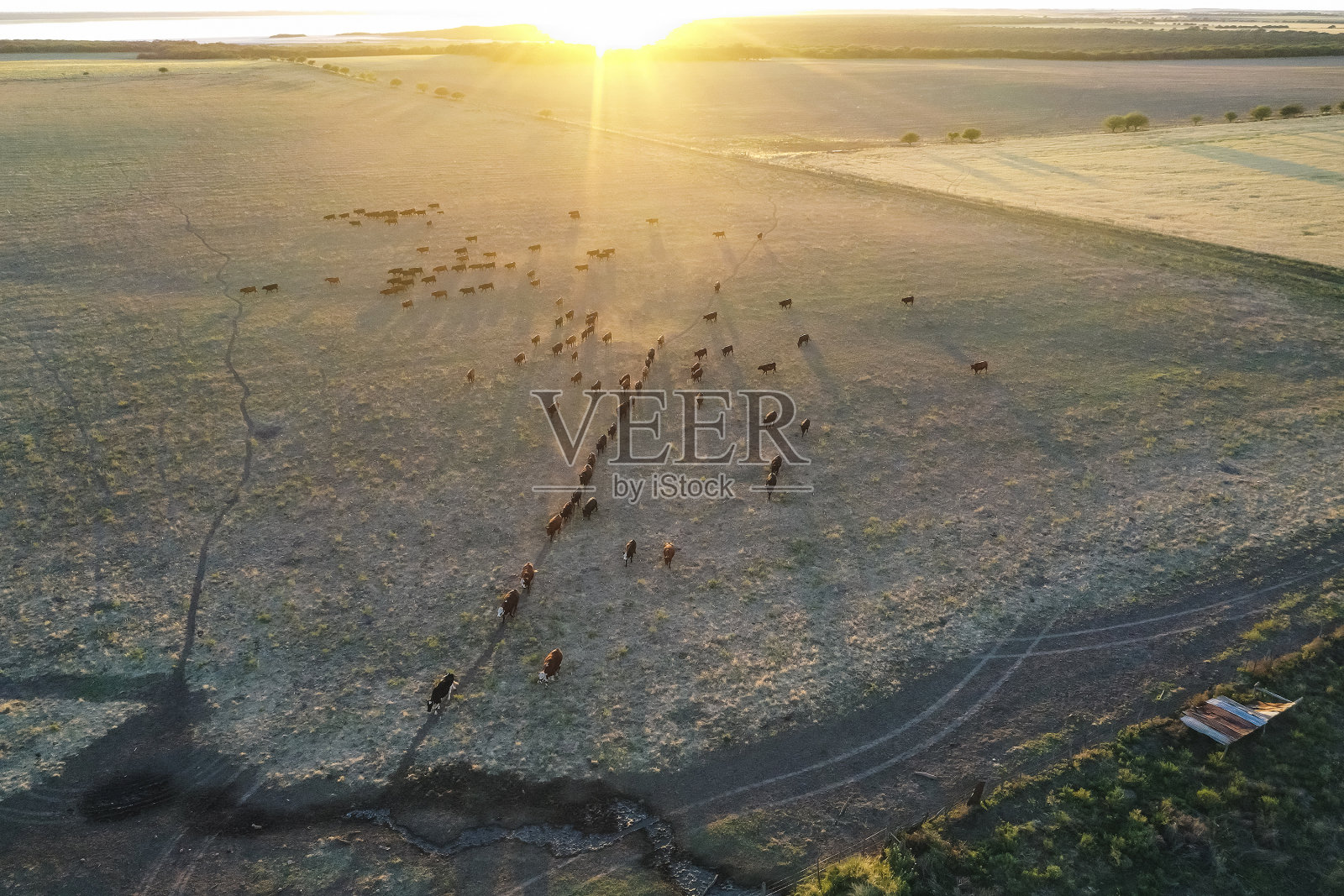 在潘帕斯草原的乡村养牛照片摄影图片