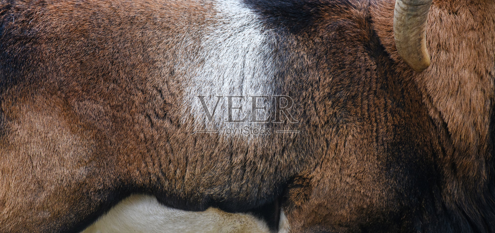 真正的毛绒绒皮肤纹理。动物图案背景照片摄影图片