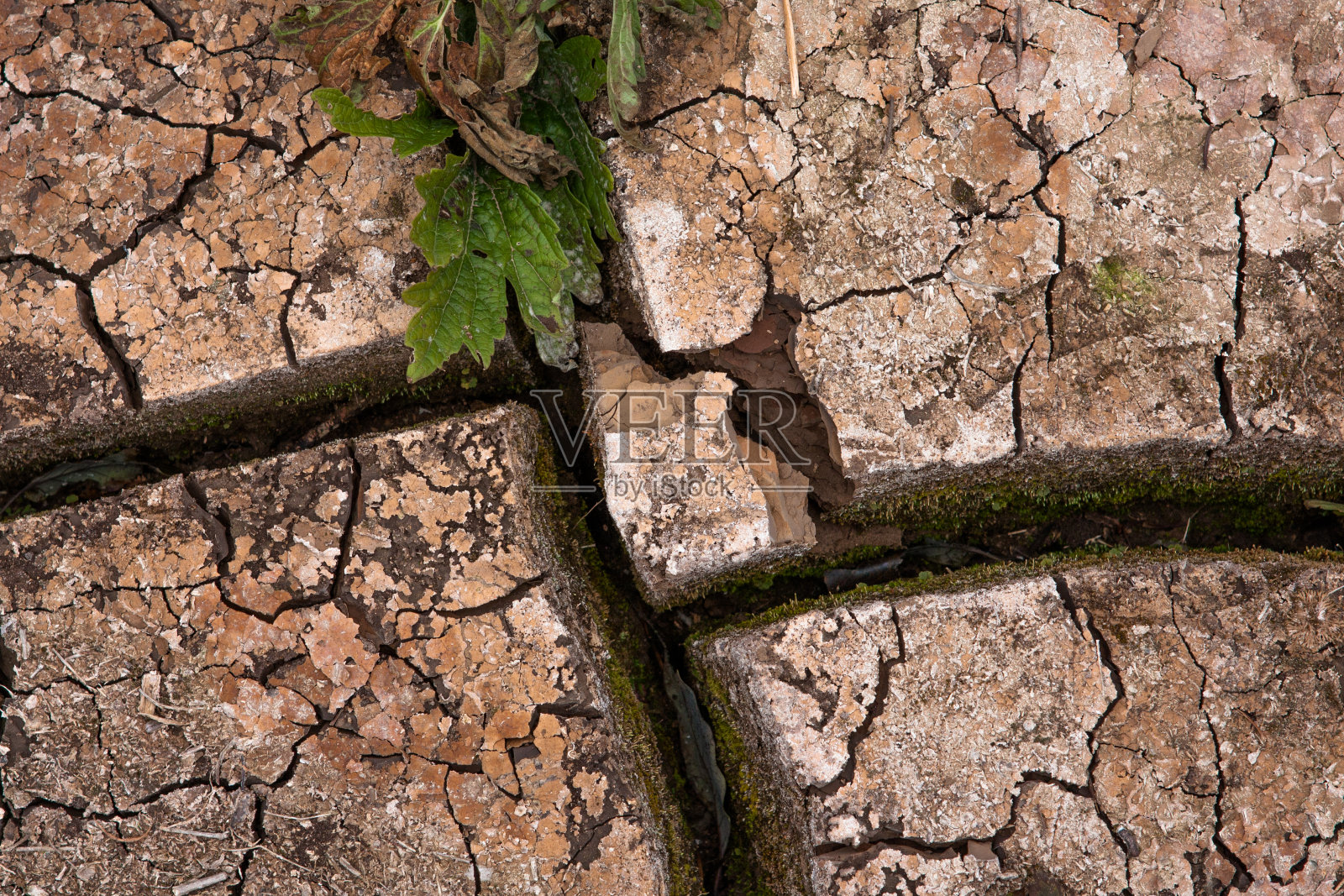 干裂的土地孕育着生机照片摄影图片