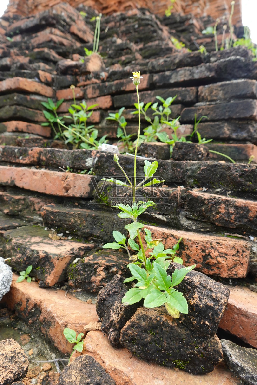 墙形成旧砖种子植物照片摄影图片