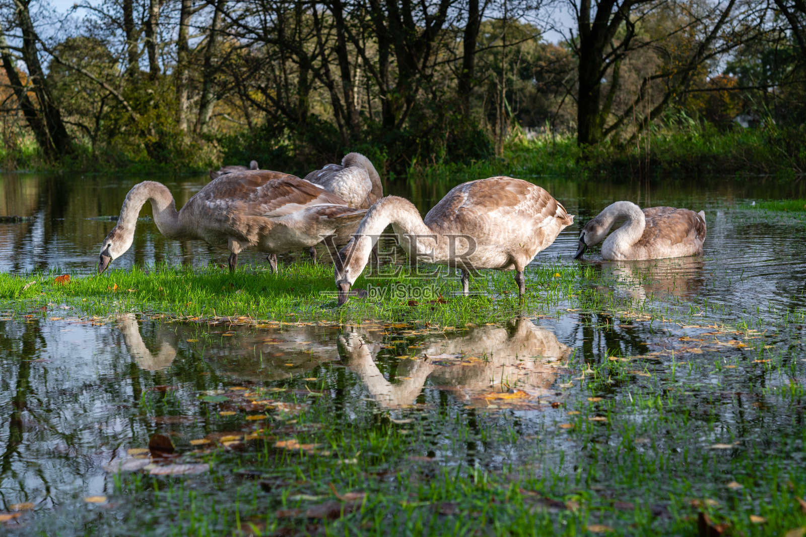 无声的小天鹅在洪水中吃草照片摄影图片