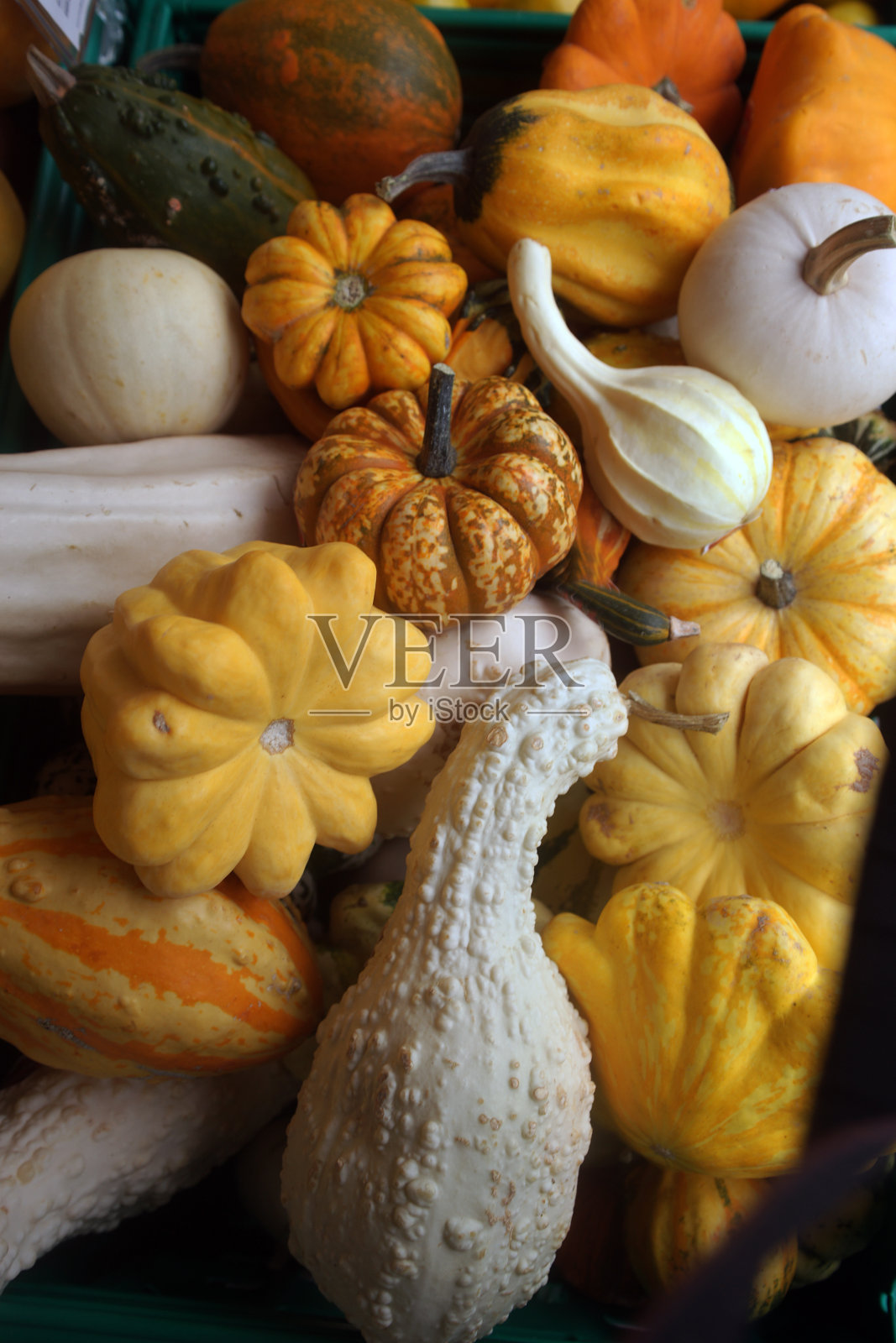 小可爱的南瓜。照片摄影图片