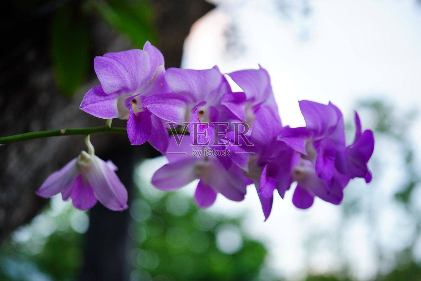 华纳•卡特利表示的兰花照片摄影图片