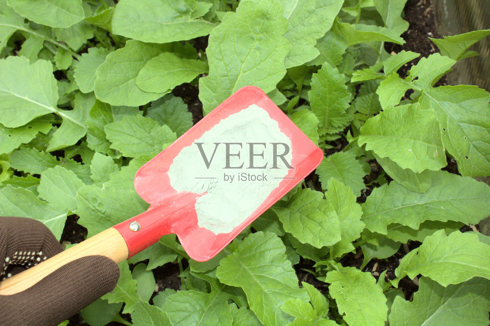 把石粉放在铁铲上照片摄影图片