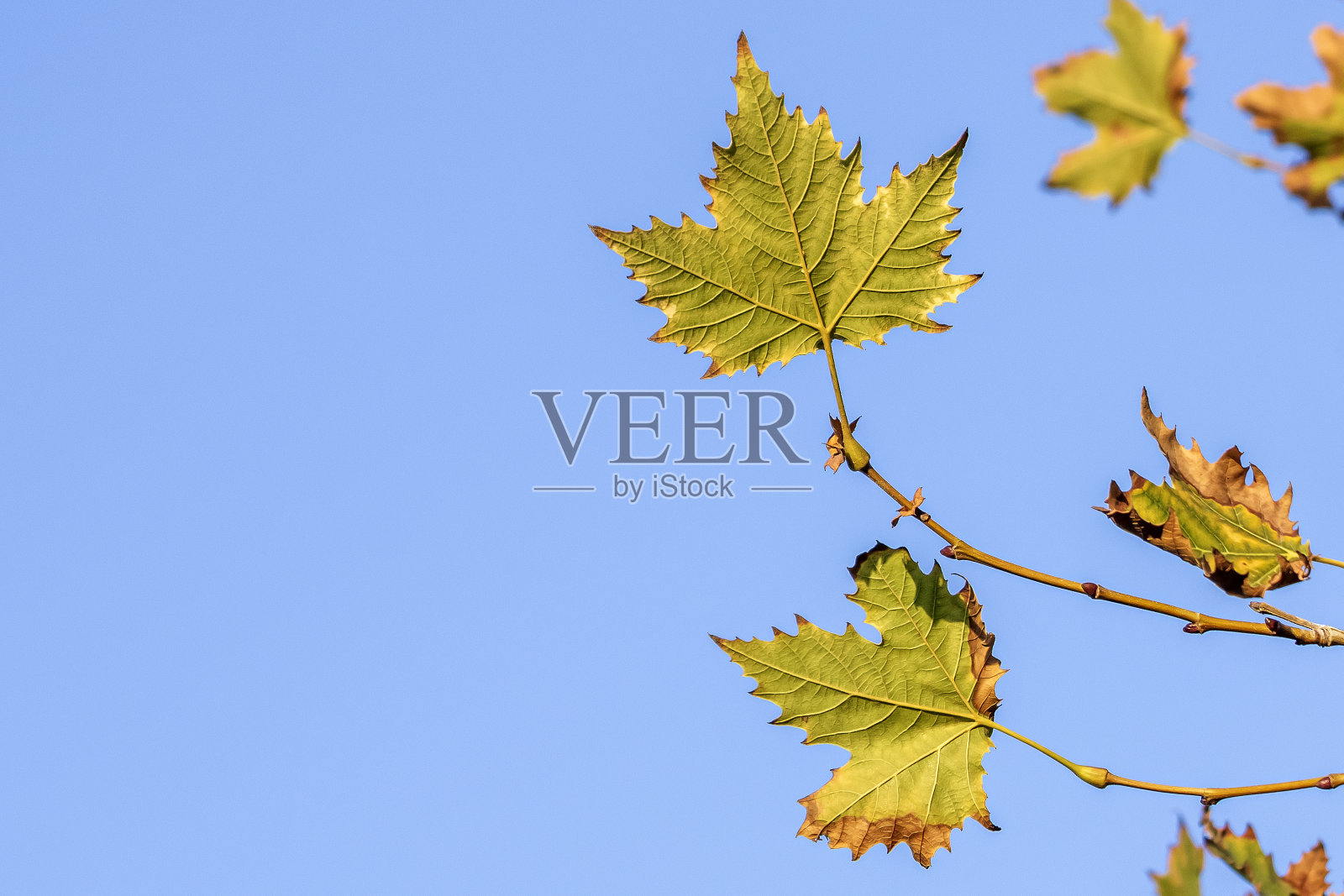 秋叶在蓝天前照片摄影图片