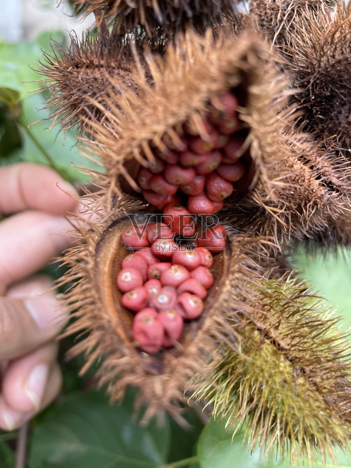 花照片摄影图片