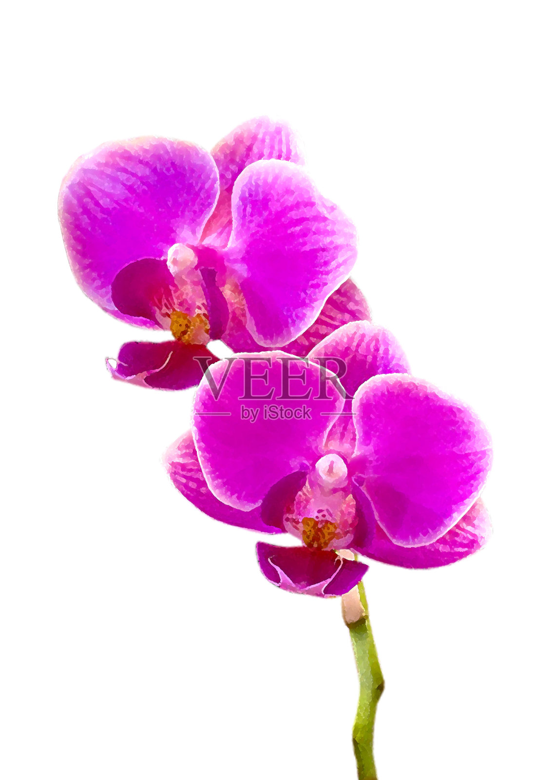 兰花的花照片摄影图片