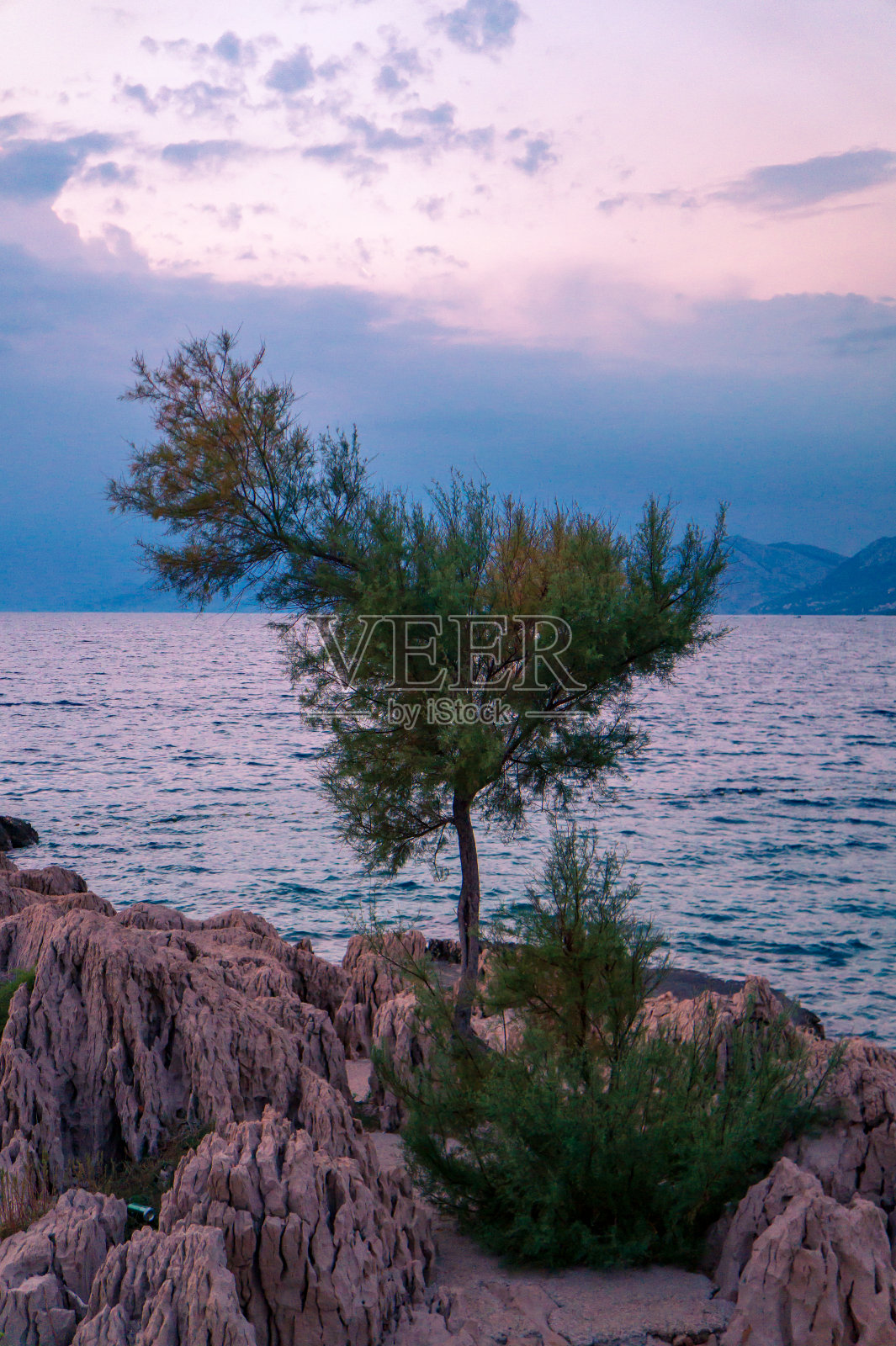 树在海上的成本照片摄影图片