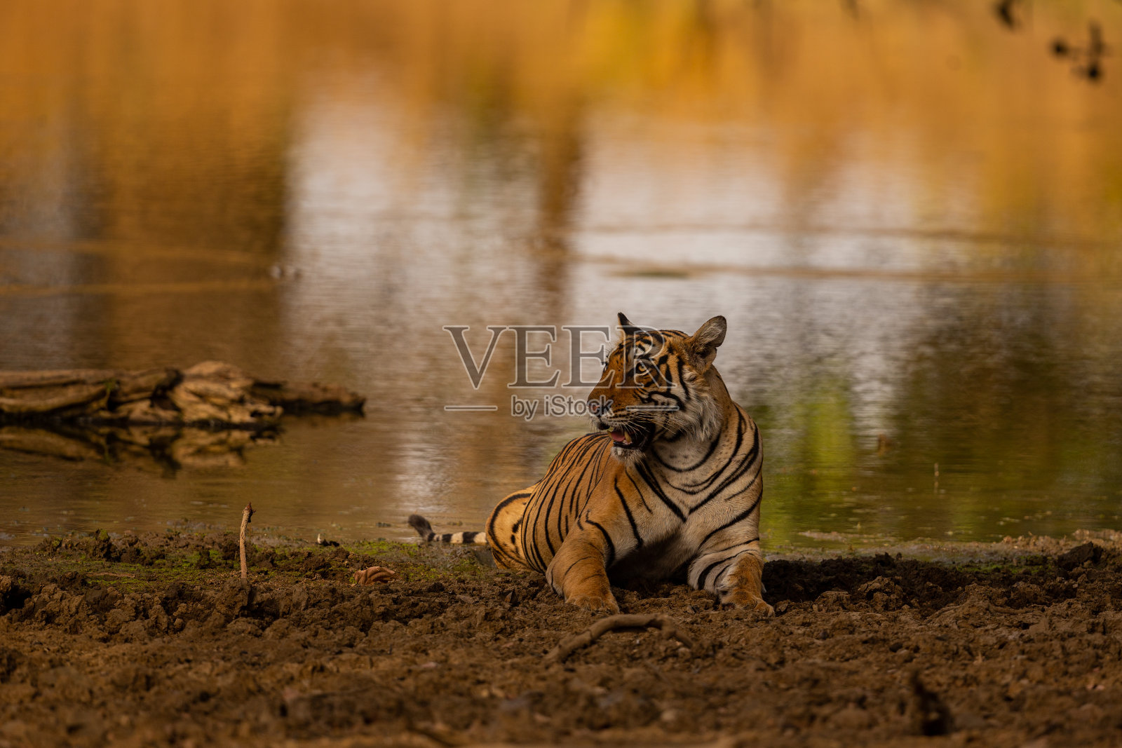 惊人的老虎在自然栖息地。金光照耀下的老虎造型。野生动物和危险动物的场景。印度炎热的夏天。干旱地区与美丽的印度虎。豹属底格里斯河。照片摄影图片