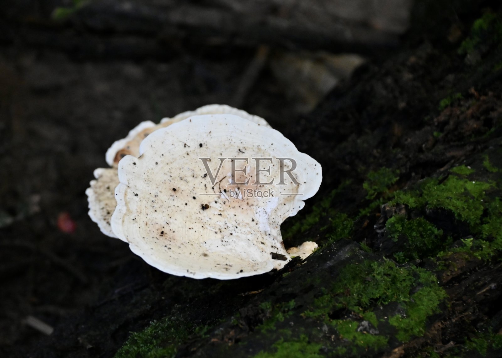 塔曼图古的大自然照片摄影图片