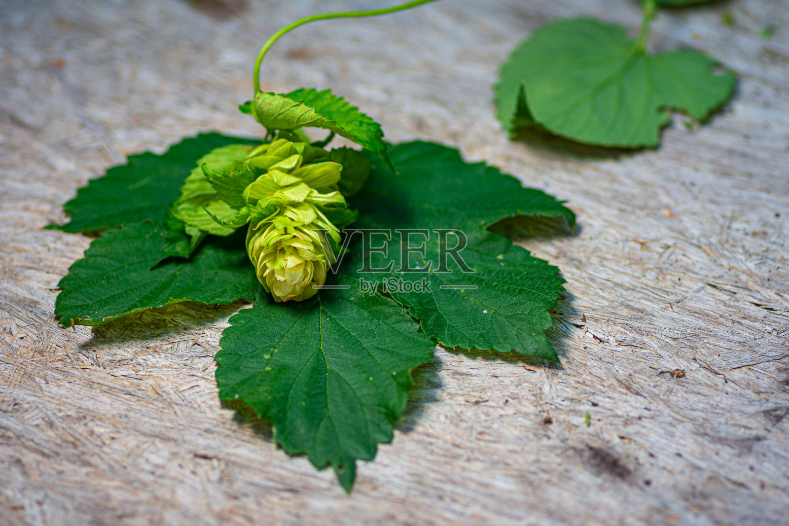 新鲜的啤酒花照片摄影图片
