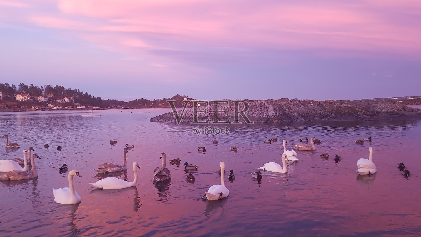 深粉色和橙黄色的小时照片摄影图片