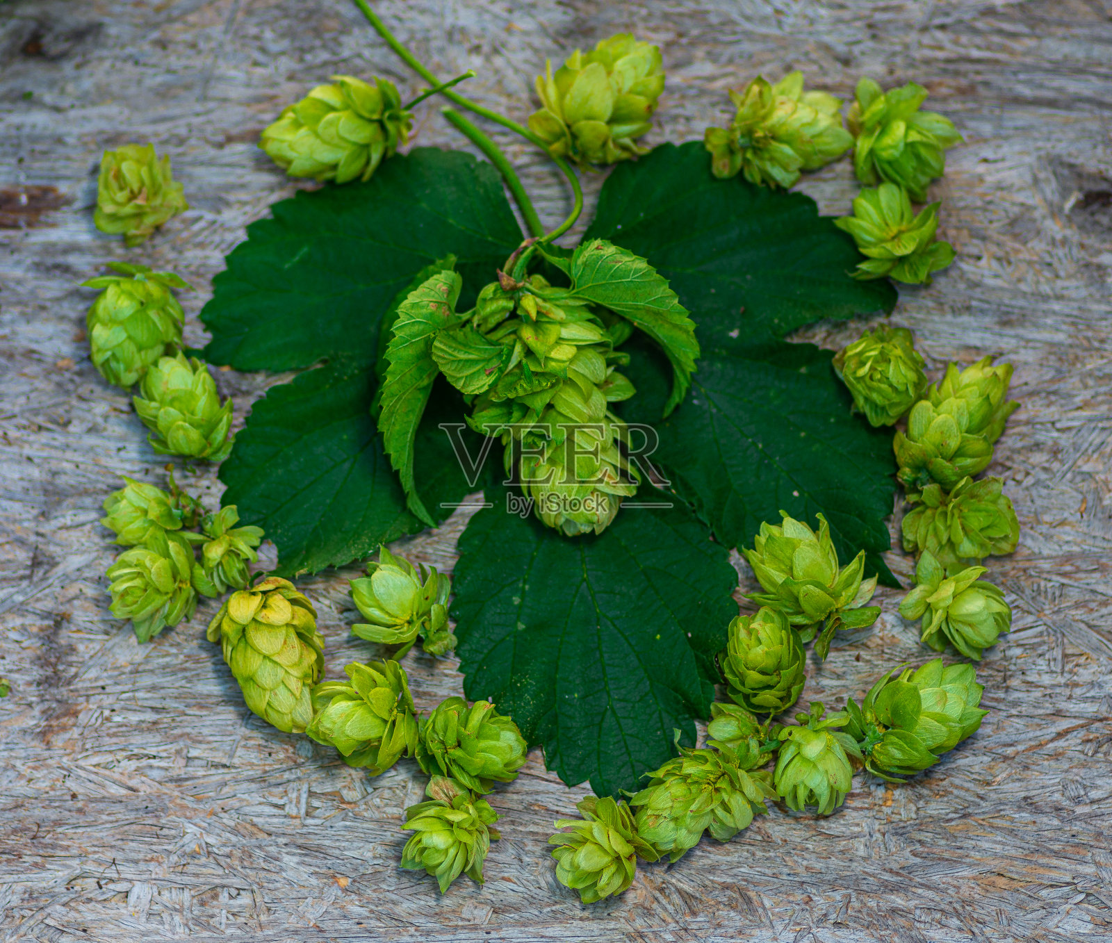 新鲜的啤酒花照片摄影图片
